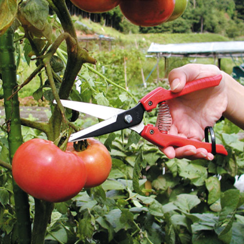 刃長がロングサイズで、野菜などの収穫に適しています。