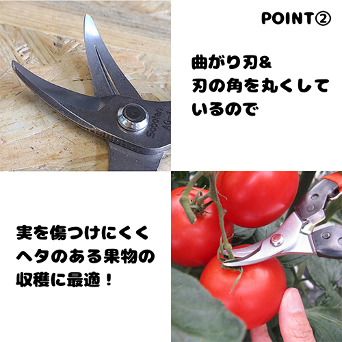 ※画像は代表画像です