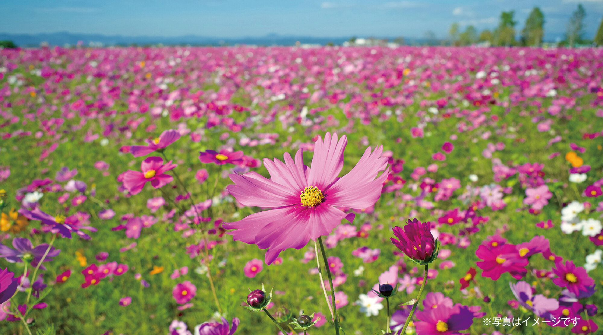 焦点距離33.8mmの広角レンズで広い範囲を写すことができます。