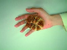 手のひらに収まるサイズ