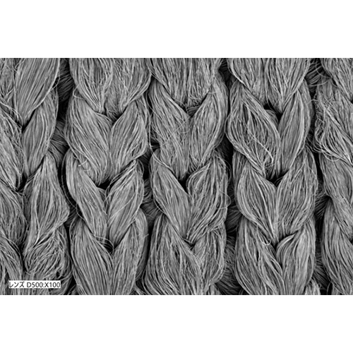 SEM（走査型電子顕微鏡）写真（表面）