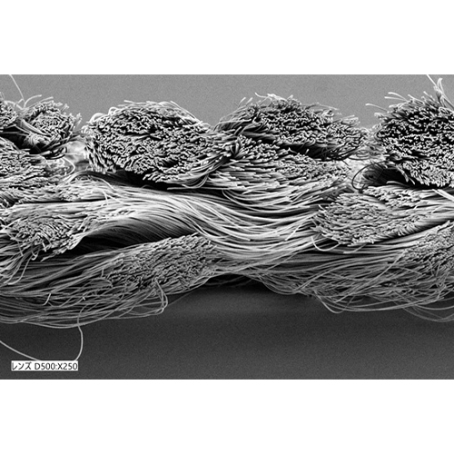 SEM（走査型電子顕微鏡）写真（断面）
