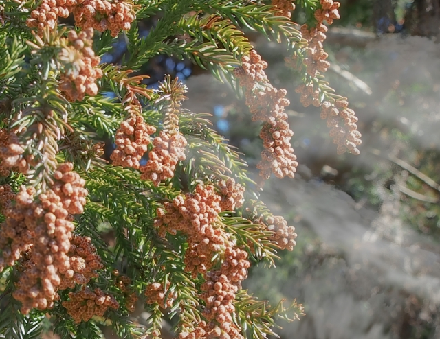 花粉対策特集